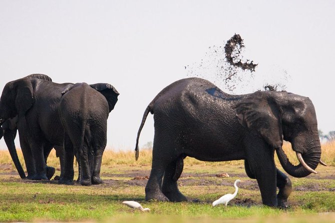 Chobe National Park 4X4 Day Safari and River Cruise - Chobe River cruise: where hippos and crocs set the tone