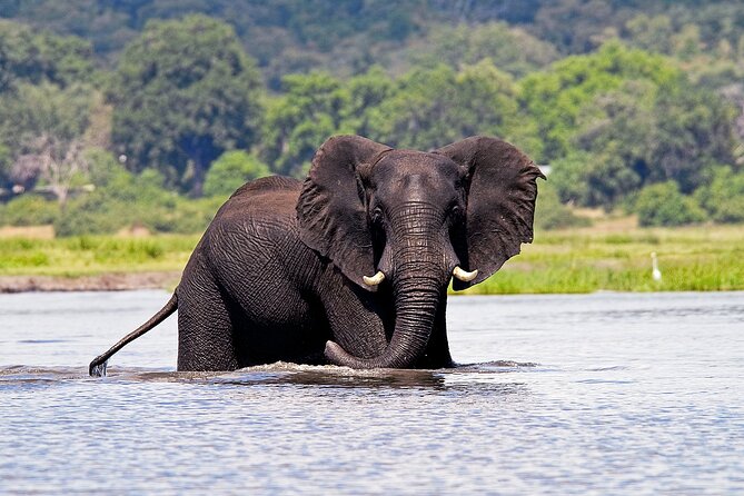 Chobe National Park Day Trip from Victoria Falls with Lunch - Service Style, Group Size, and the Marvel Factor