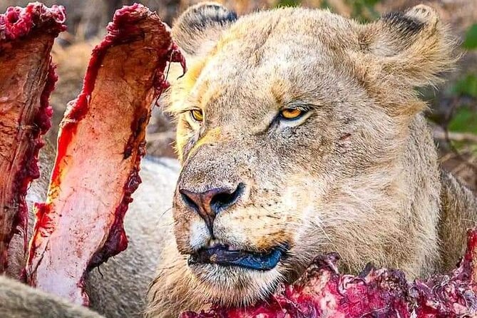Chobe National Park from Victoria Falls - Key highlights to know before you go