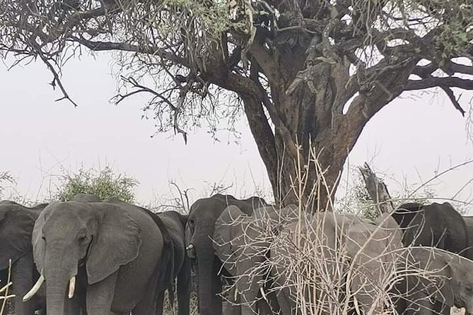 Chobe National Park from Victoria Falls - Price and what’s really included (plus the costs you must plan for)