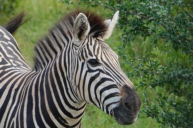 Chobe National Park from Victoria Falls - Chobe River boat safari: where the best photos often happen