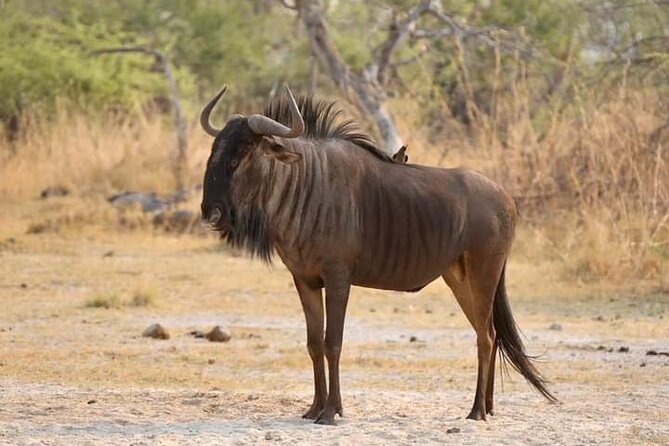Chobe National Park from Victoria Falls - Jeep safari in Chobe: strong 4x4 advantage, but manage expectations