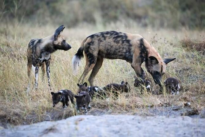Chobe National Park from Victoria Falls - Lunch between 12:30 and 13:30: keep it simple, keep it steady