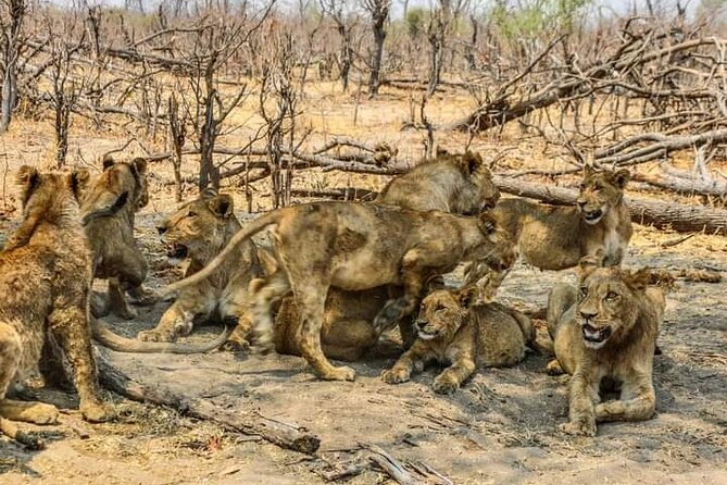 Chobe National Park from Victoria Falls - The border formalities after lunch and the return by 18:00