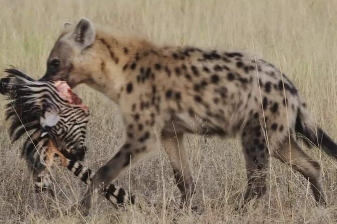 Chobe National Park from Victoria Falls - What Mrs. Cathy support adds (and why it matters for real travel)