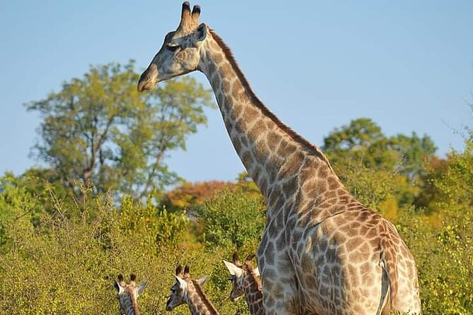Chobe National Park from Victoria Falls - Morning pickup at 07:00 and the border-to-Botswana flow