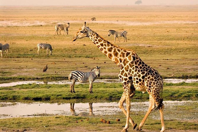 Chobe National Park Full Day Safari (Botswana) - Why Chobe National Park is a top day trip from Victoria Falls