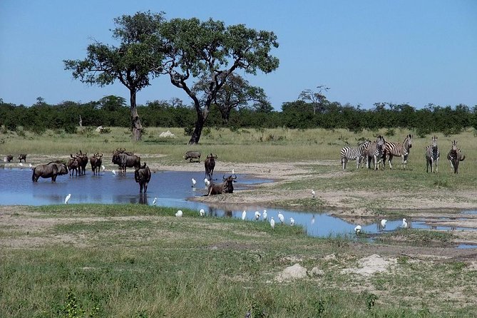 Chobe National Park Full Day Safari (Botswana) - Chobe Safari Lodge: why this teak wood stop matters