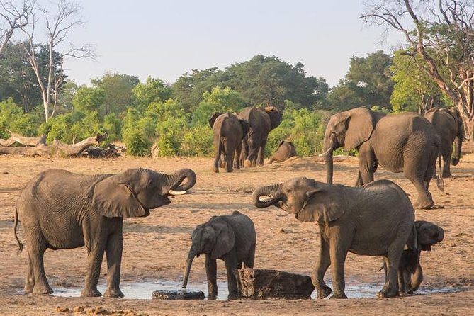 Chobe National Park Full Day Safari (Botswana) - Price and value: is $200 per person fair for this day?