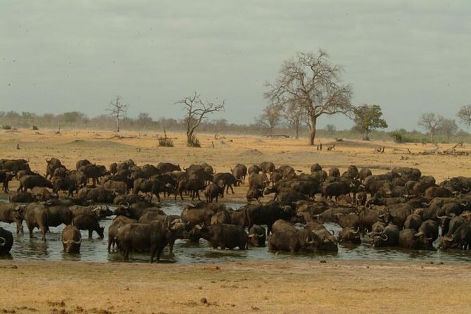 Chobe National Park Full Day Safari (Botswana) - The 4WD game drive: best odds for elephants, lions, and big-cat sightings