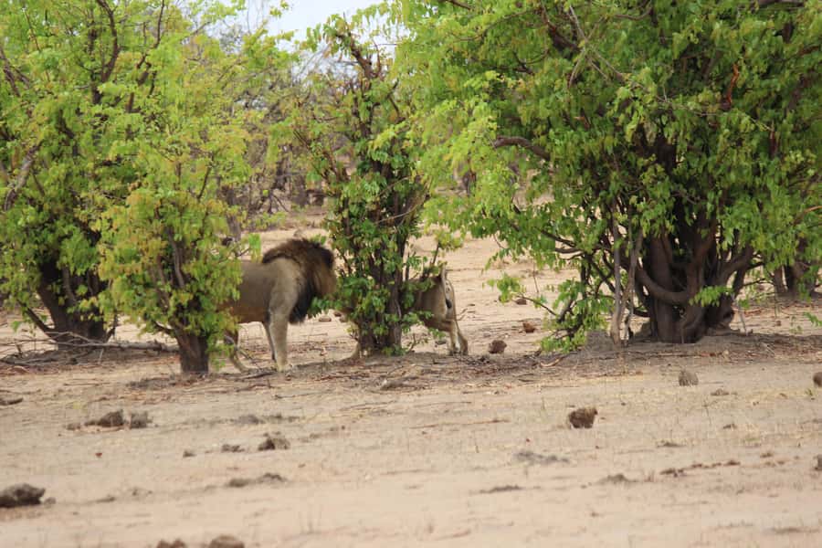 Chobe National Park: Game Drive, Boat Tour, and Lunch - Key Things You’ll Notice
