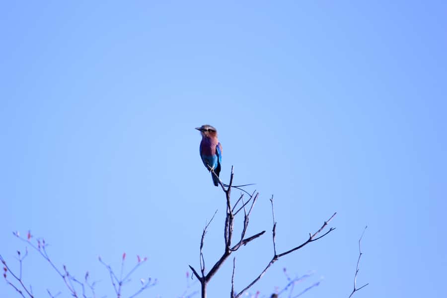 Chobe National Park: Game Drive, Boat Tour, and Lunch - Victoria Falls to Chobe, via Botswana and Kazungula