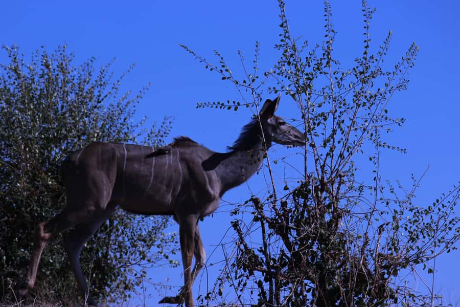 Chobe National Park: Game Drive, Boat Tour, and Lunch - Midday Reset: Lunch in a River-View Setting