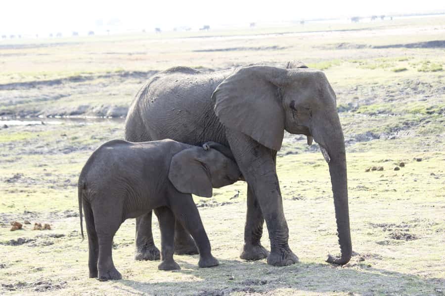 Chobe National Park: Game Drive, Boat Tour, and Lunch - The Afternoon: Chobe River Boat Cruise for Wildlife From Water
