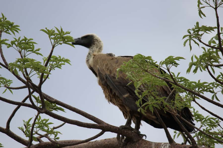 Chobe National Park: Game Drive, Boat Tour, and Lunch - The Morning: Open-Vehicle Game Drive in Chobe National Park