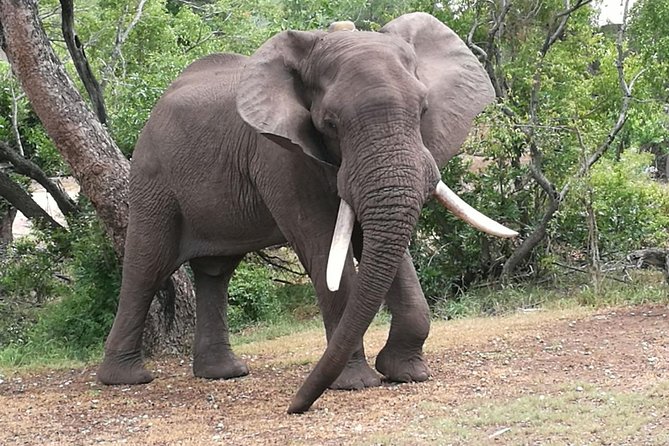 Chobe Safari Overnight Camping Trip - How the 2-Day Chobe Overnight Camping Trip Really Flows