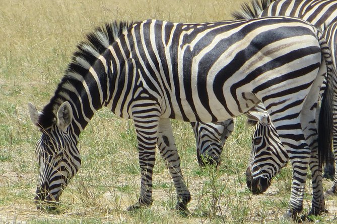 Chobe Safari Overnight Camping Trip - Day 2: 06h00 4x4 Game Drive, Picnic Breakfast, and Morning Sightings
