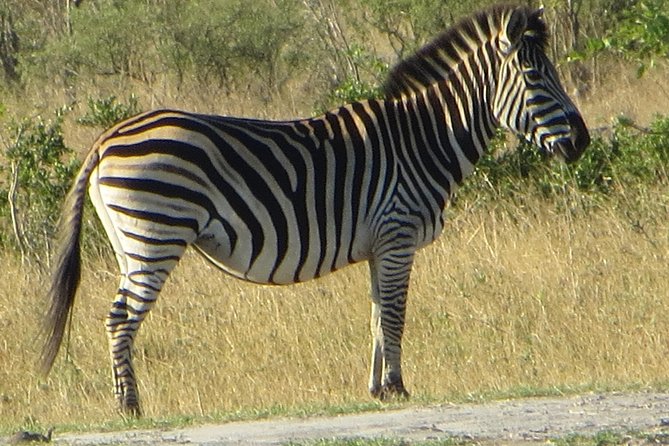 Chobe Safari Overnight Camping Trip - Price and Value: Is $340 a Good Deal for This Safari Package?