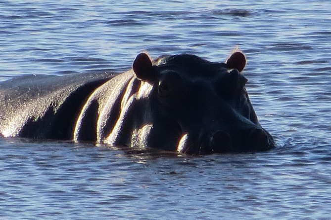 Chobe Safari Overnight Camping Trip - Why the Guide and Group Size Matter More Than You Think
