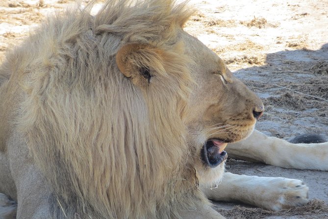 Chobe Safari Overnight Camping Trip - Practical Tips: Packing for Camping and Getting the Most From Early Starts