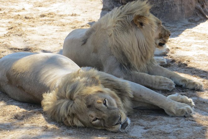 Chobe Safari Overnight Camping Trip - Should You Book This Chobe Overnight Camping Trip?