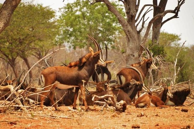 Chobe Sunrise upto Sunset Day trip from Victoria Falls 5AM - 7PM - From Victoria Falls to Chobe, It’s a Real Cross-Border Safari Day