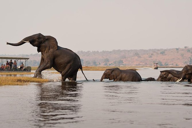 Chobe Sunrise upto Sunset Day trip from Victoria Falls 5AM - 7PM - Land Safari Inside Chobe: What You Can Expect From the Game Drives