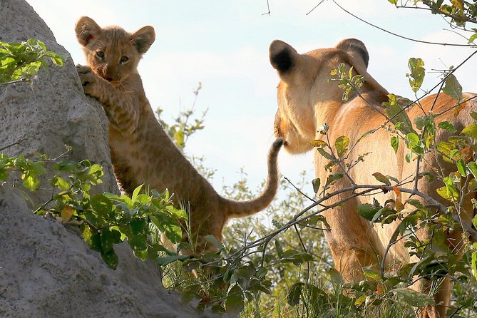 Exclusive full day Chobe game drive safari - Key Things to Know Before You Go