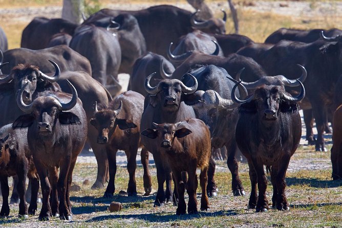 Exclusive full day Chobe game drive safari - Entering Chobe National Park: Where Elephants and Predators Play Together
