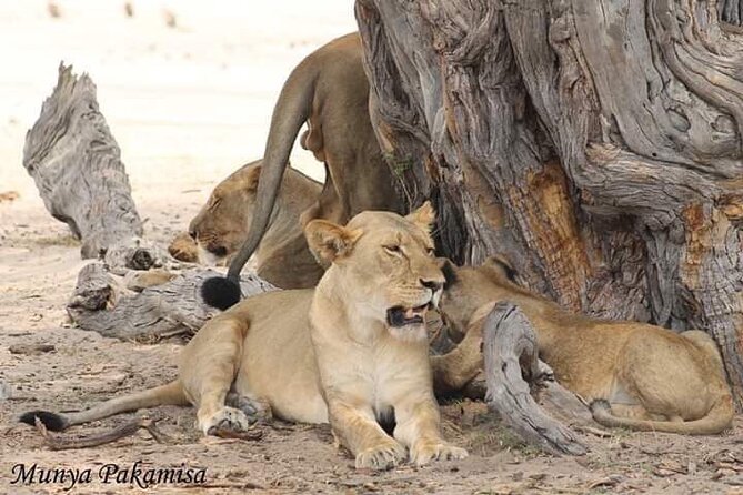 Exclusive full day Chobe game drive safari - The Chobe Riverfront Advantage Near Kasane