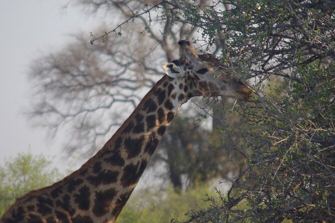 Exclusive full day Chobe game drive safari - Game-Viewing Tactics You Can Use During the Drive