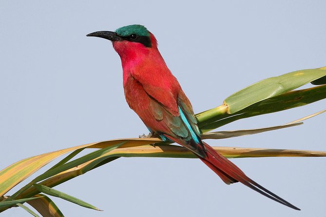 Exclusive full day Chobe game drive safari - Price Breakdown: Is $280 Good Value for Chobe?