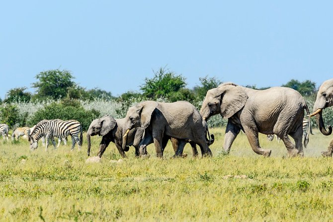 Exclusive full day Chobe game drive safari - Wildlife Highlights You Can Realistically Aim For