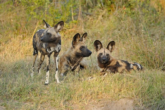 Exclusive full day Chobe game drive safari - A Full Day Game Drive Rhythm: What Your 12 Hours Feel Like