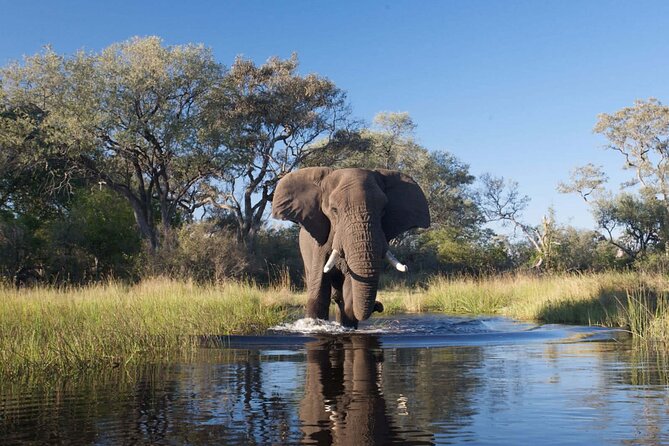 Explore Chobe National Park With a Day Trip from Victoria Falls - Group size and pacing: small enough for comfort