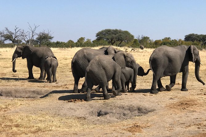 Five-Day Hwange NP, Chobe NP and Victoria Falls Combo - Price and value: what $1,875.75 buys you