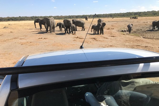 Five-Day Hwange NP, Chobe NP and Victoria Falls Combo - Day 1 in Hwange: arrive, check in, then go hunting for night sightings