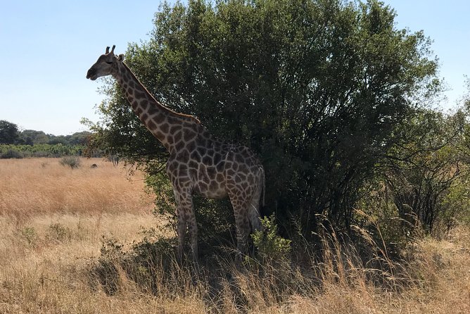 Five-Day Hwange NP, Chobe NP and Victoria Falls Combo - Day 2 in Hwange: elephants and a full-day safari rhythm