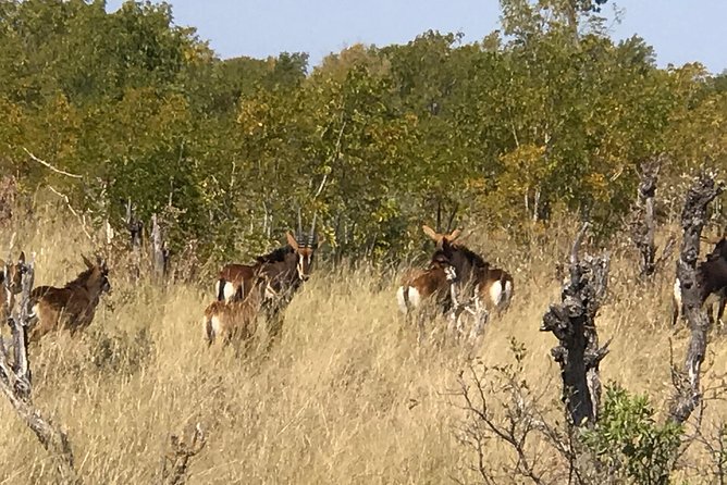Five-Day Hwange NP, Chobe NP and Victoria Falls Combo - Day 3: Victoria Falls on foot, then Zambezi sunset cruising