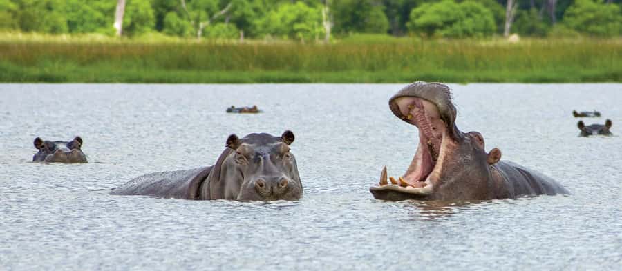 From Kasane: Chobe National Park Full Day Wildlife Safari - Quick hits you should know before you go