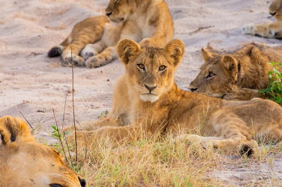 From Kasane: Chobe National Park Full Day Wildlife Safari - From Kasane pickup to Kazungula area sightings
