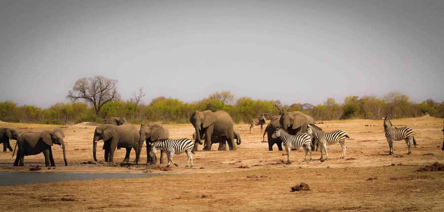 From Kasane: Chobe National Park Full Day Wildlife Safari - Lunch at Cresta Mowana Safari Lodge: refuel without losing momentum
