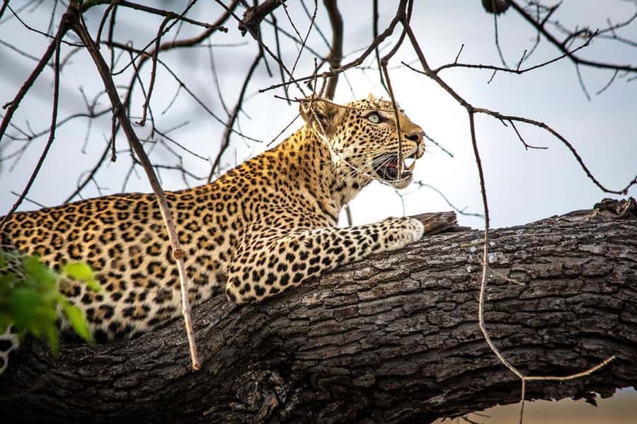 From Kasane: Chobe National Park Full Day Wildlife Safari - Afternoon open 4x4 game drive: your shot at the Big Five