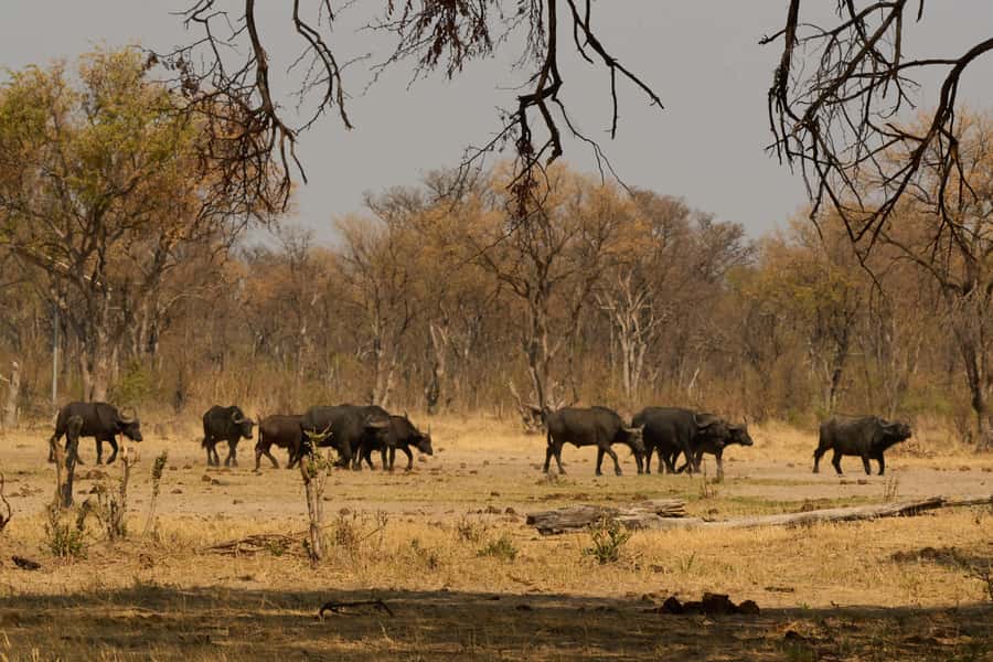 From Livingstone: Day Trip to Victoria Falls, Zimbabwe - Who This Works Best For (and Who Should Rethink It)