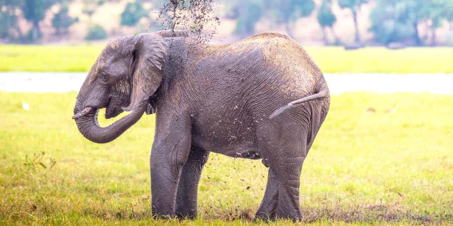 From Victoria Falls: Chobe Half Day Game Drive - Key things that make this half-day Chobe drive worth it