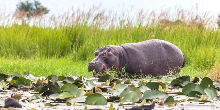 From Victoria Falls: Chobe Half Day Game Drive - The 4-hour open-4x4 game drive: how to get the most out of limited time