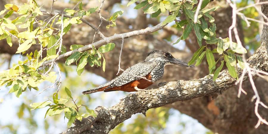From Victoria Falls: Chobe Half Day Game Drive - What you get for your money: park fees, drinks, and the real value of a half-day