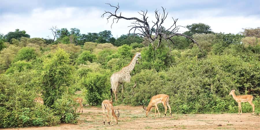 From Victoria Falls: Chobe Half Day Game Drive - Who should book this Chobe half-day and who should skip it