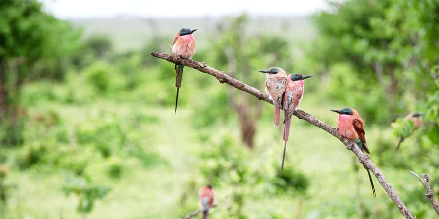 From Victoria Falls: Chobe Half Day Game Drive - Getting into Chobe National Park: what the drive is designed to deliver