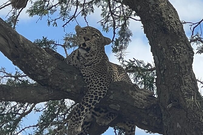 From Victoria Falls: Chobe National Park Small Group Tour - Chobe From Victoria Falls, the Big-Picture Promise